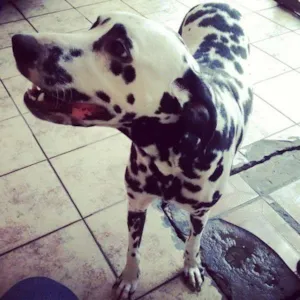 Cachorro raça Dálmata idade 3 anos nome Lua