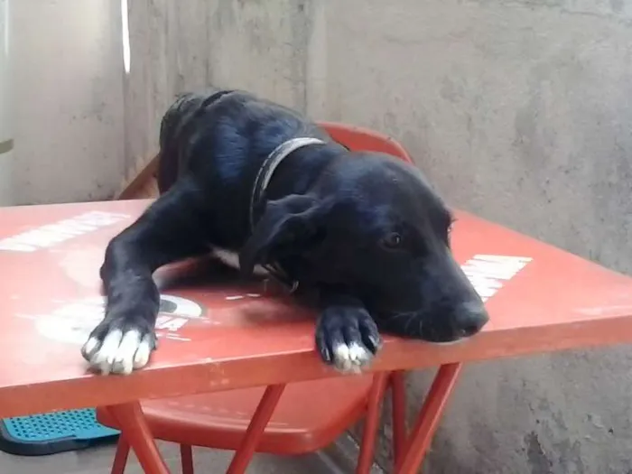 Cachorro ra a vira lata idade 2 a 6 meses nome bango