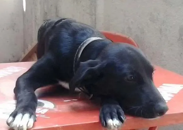 Cachorro ra a vira lata idade 2 a 6 meses nome bango