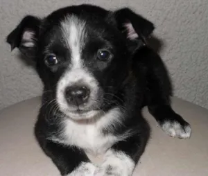 Cachorro raça SRD idade Abaixo de 2 meses nome Sem Nome