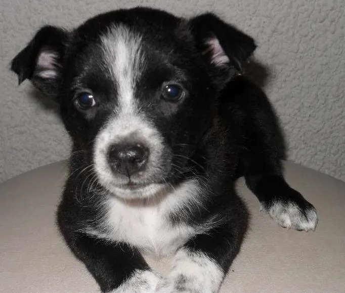 Cachorro ra a SRD idade Abaixo de 2 meses nome Sem Nome
