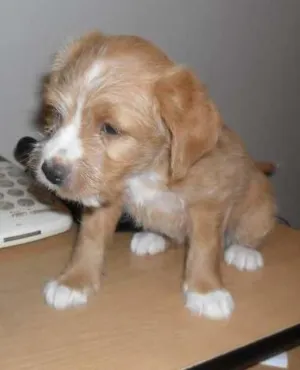 Cachorro raça SRD idade Abaixo de 2 meses nome Sem nome (Doce de l