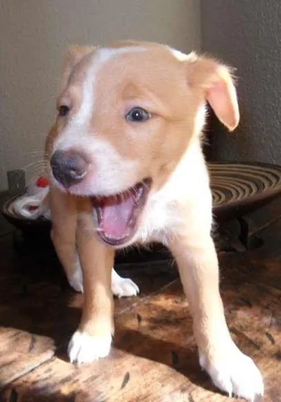 Cachorro ra a SRD idade Abaixo de 2 meses nome Sem nome (Marley)