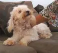 layla