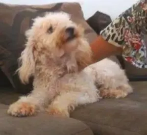 Cachorro raça pode toy idade 7 a 11 meses nome layla
