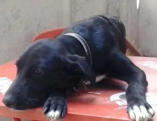 Cachorro ra a vira lata idade 2 a 6 meses nome bango