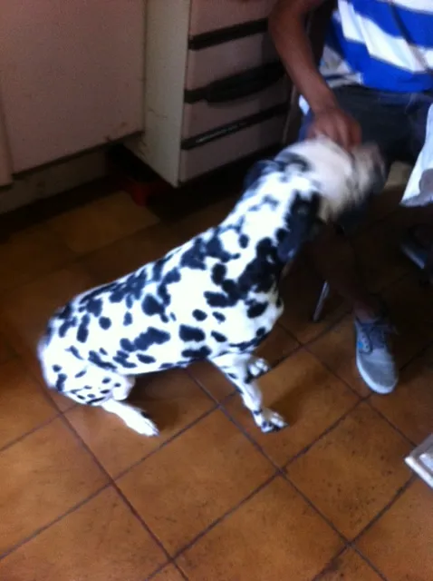 Cachorro ra a Dálmata idade 3 anos nome Lua