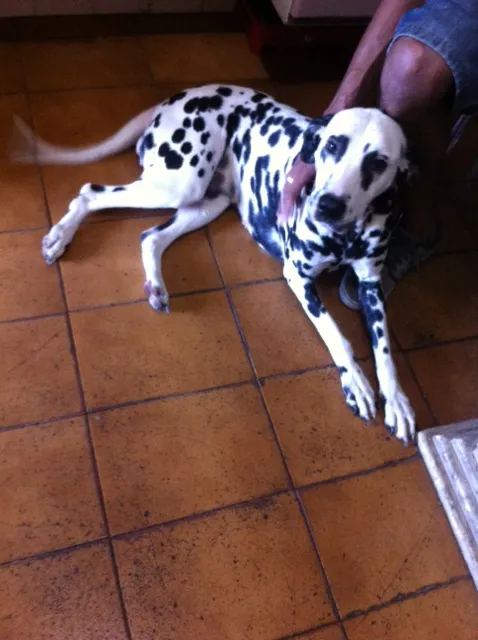 Cachorro ra a Dálmata idade 3 anos nome Lua