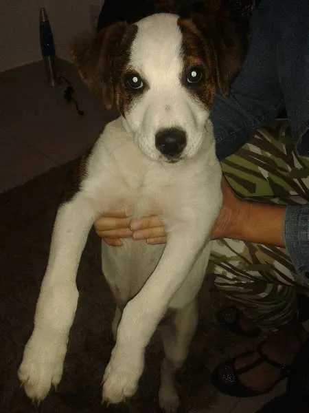 Cachorro ra a Vira Lata com Pit bull idade 1 ano nome Julie