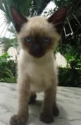 Pepita
