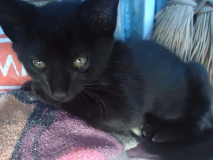 Gato ra a idade 2 a 6 meses nome Rumão