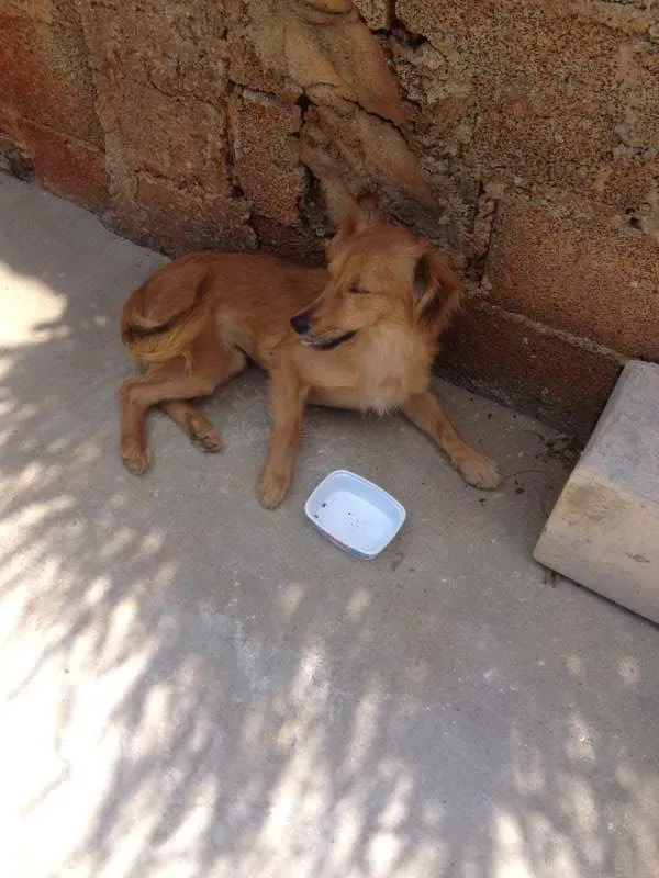 Cachorro ra a .. idade  nome ..