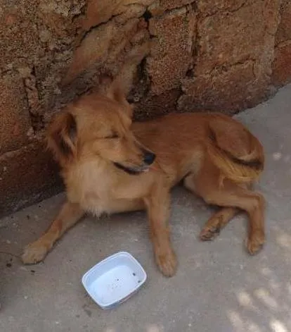 Cachorro ra a .. idade  nome ..