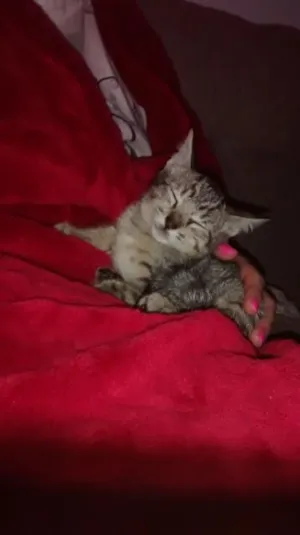 Gato raça srd idade 2 a 6 meses nome Nicolas