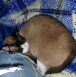 Gato raça Siamês idade 4 anos nome Lili