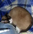 Lili