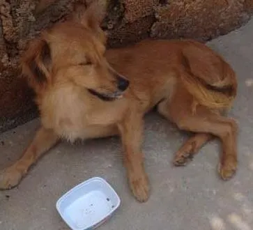 Cachorro ra a .. idade  nome ..