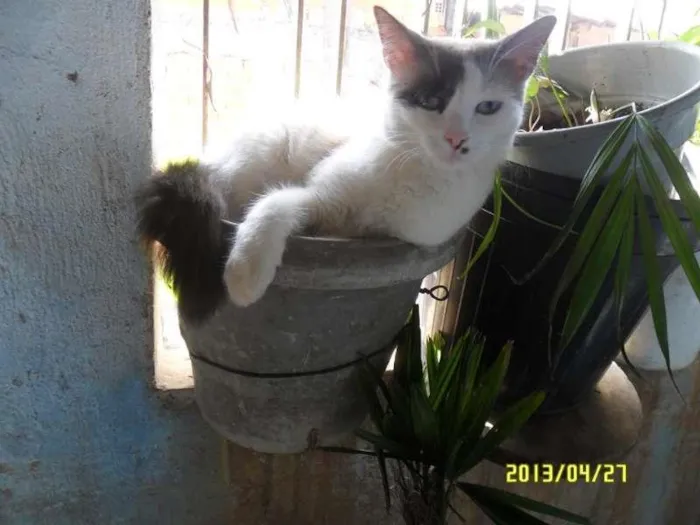 Gato ra a Siamês idade 2 anos nome Sophie