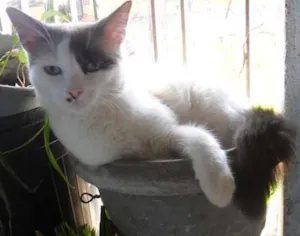 Gato raça Siamês idade 2 anos nome Sophie