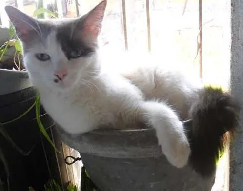Gato ra a Siamês idade 2 anos nome Sophie