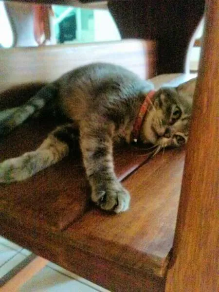 Gato ra a SRD idade 1 ano nome Corujinha