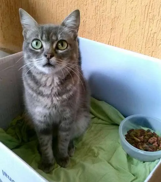 Gato ra a SRD idade 1 ano nome Corujinha
