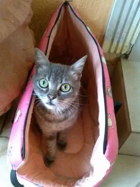 Gato ra a SRD idade 1 ano nome Corujinha