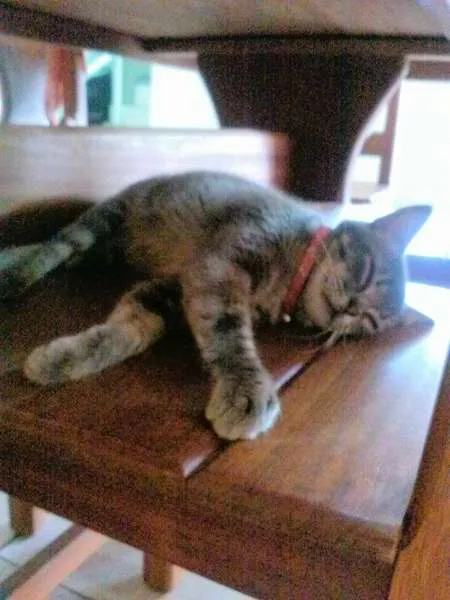 Gato ra a SRD idade 1 ano nome Corujinha
