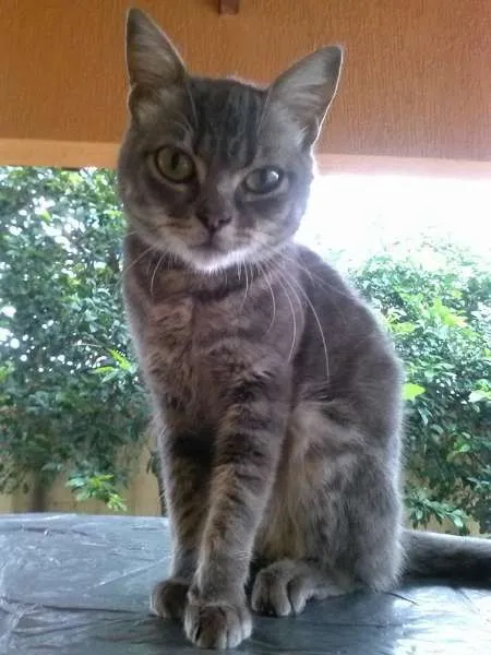 Gato ra a SRD idade 1 ano nome Corujinha
