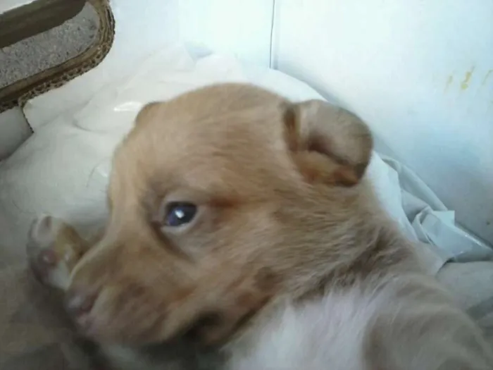 Cachorro ra a SRD idade Abaixo de 2 meses nome sem nome