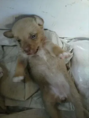Cachorro raça SRD idade Abaixo de 2 meses nome sem nome
