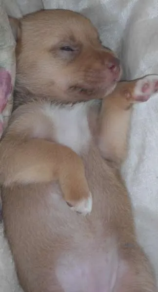 Cachorro ra a SRD idade Abaixo de 2 meses nome sem nome