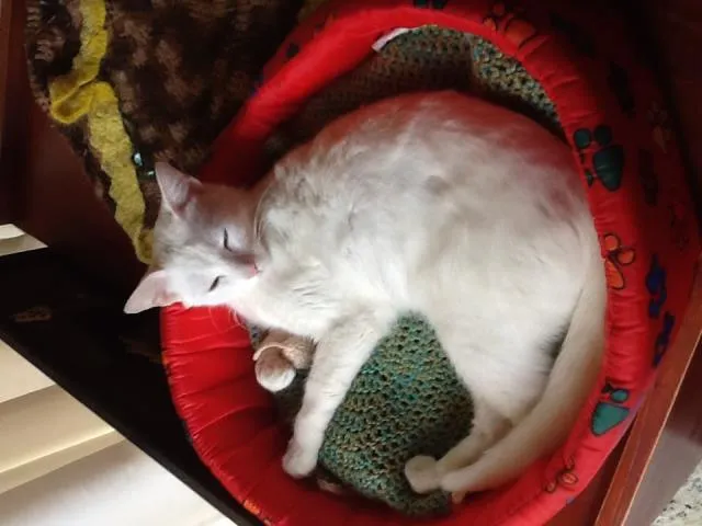 Gato ra a SRD idade 1 ano nome Branquinha