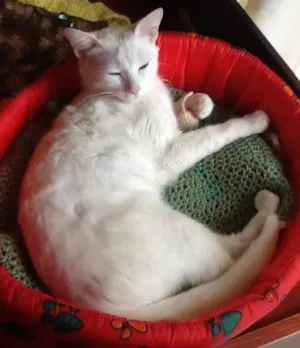 Gato raça SRD idade 1 ano nome Branquinha