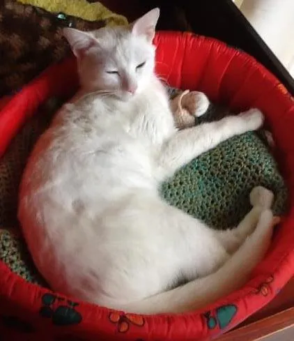 Gato ra a SRD idade 1 ano nome Branquinha