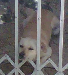 Cachorro ra a SRD idade 2 anos nome toto