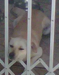 Cachorro raça SRD idade 2 anos nome toto
