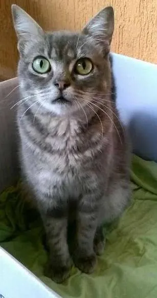 Gato ra a SRD idade 1 ano nome Corujinha
