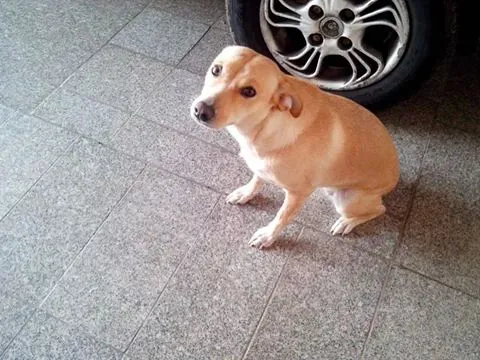 Cachorro ra a SRD idade 1 ano nome Xuxa