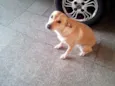 Xuxa