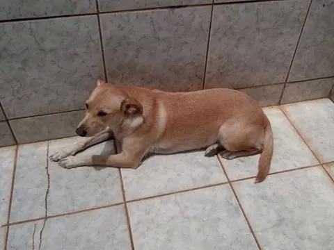 Cachorro ra a SRD idade 1 ano nome Xuxa