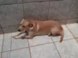 Xuxa