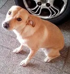 Cachorro raça SRD idade 1 ano nome Xuxa