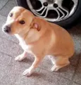 Xuxa