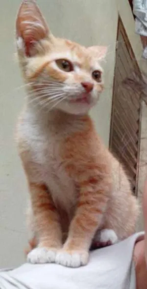 Gato raça SRD idade 2 a 6 meses nome Filhote fêmea