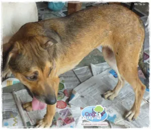 Cachorro raça SRD idade 1 ano nome Susi
