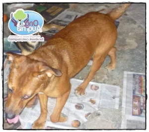 Cachorro raça SRD idade 5 anos nome SUN