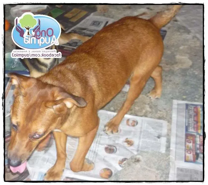 Cachorro ra a SRD idade 5 anos nome SUN