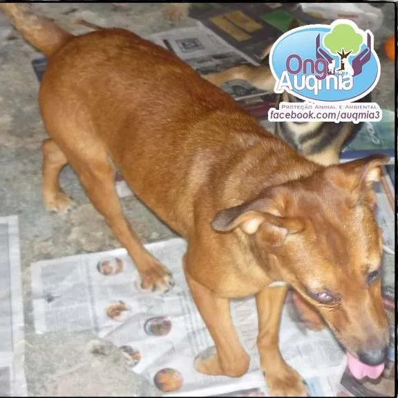 Cachorro ra a SRD idade 5 anos nome SUN
