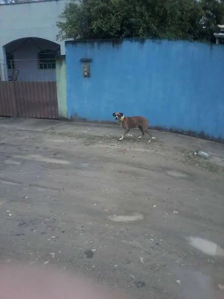Cachorro raça Boxer idade  nome princesa